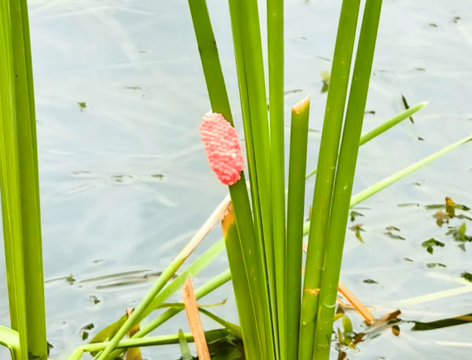 皇冠信用網登1,登2,登3出租_别吃皇冠信用網登1,登2,登3出租,寄生虫多达上千条!武汉公园连夜清出130多斤