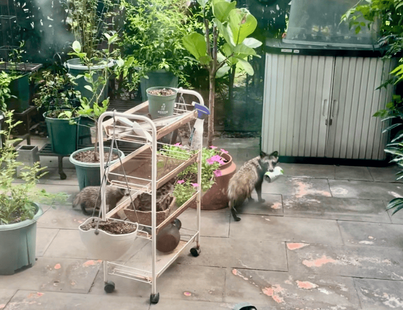 皇冠登一登二登三区别_上海一小区居民苦恼新邻居：突然搬来让人提心吊胆皇冠登一登二登三区别！不能抓不能打