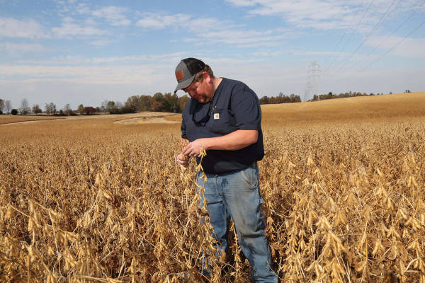 皇冠信用網在线开户
_大豆玉米大丰收皇冠信用網在线开户
,美国农民更欲哭无泪:中国一船都没买…