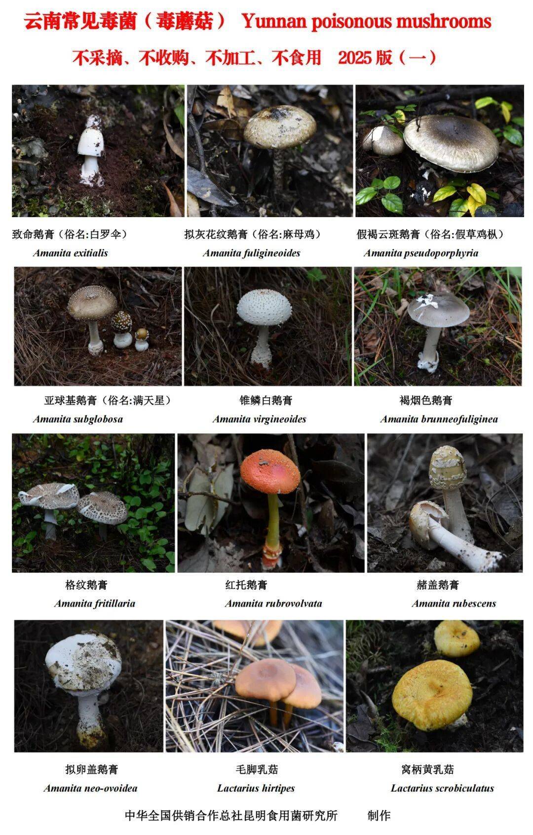 世界杯2026欧洲外围赛_云南毒菌名单公布世界杯2026欧洲外围赛！见手青被“除名”！新增→