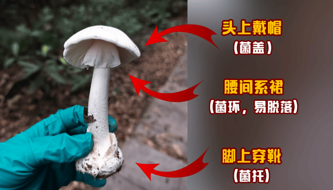 皇冠信用盘登2代理_网红发文悼念婆婆：吃了邻居送的蘑菇中毒皇冠信用盘登2代理，抢救四天四夜死亡！这些蘑菇避毒原则可能是陷阱→