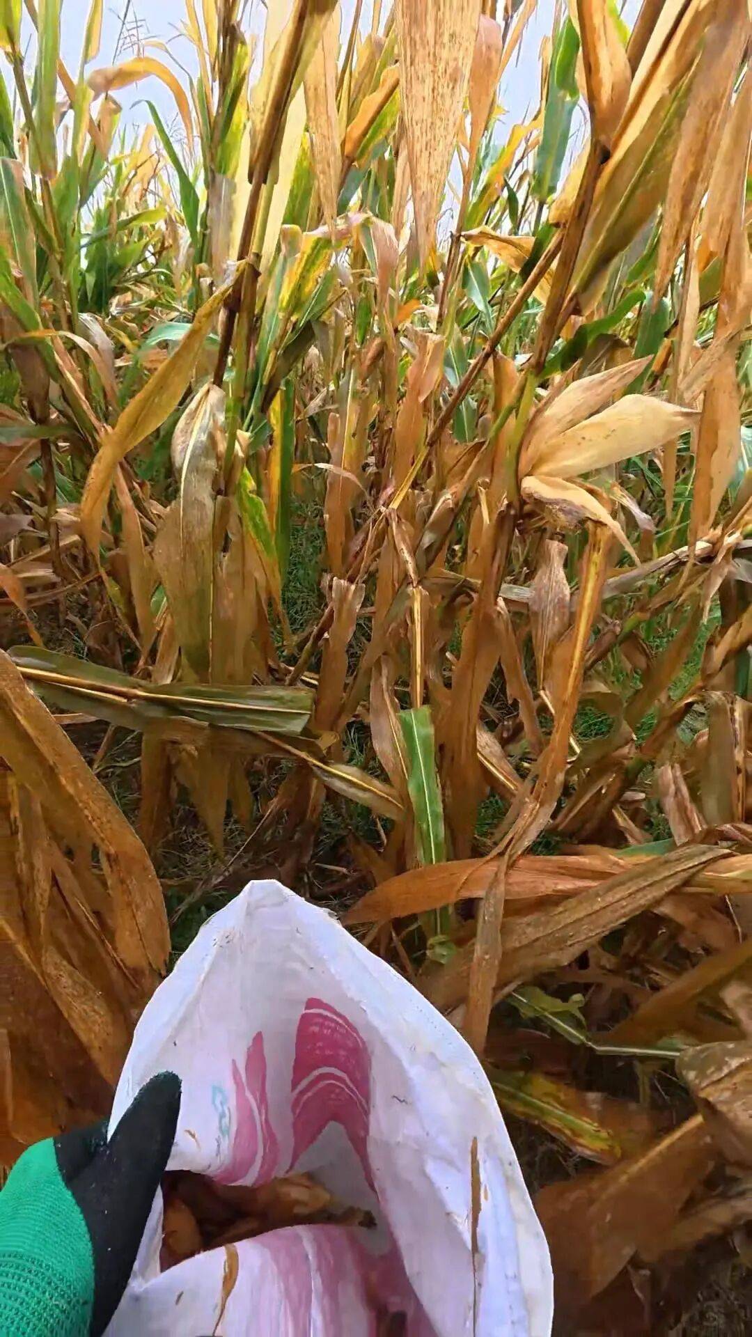 皇冠信用网登1_山东一大学生国庆8天假掰了7天半玉米皇冠信用网登1，本人称“自己多弯一次腰父母就少吃一点苦”