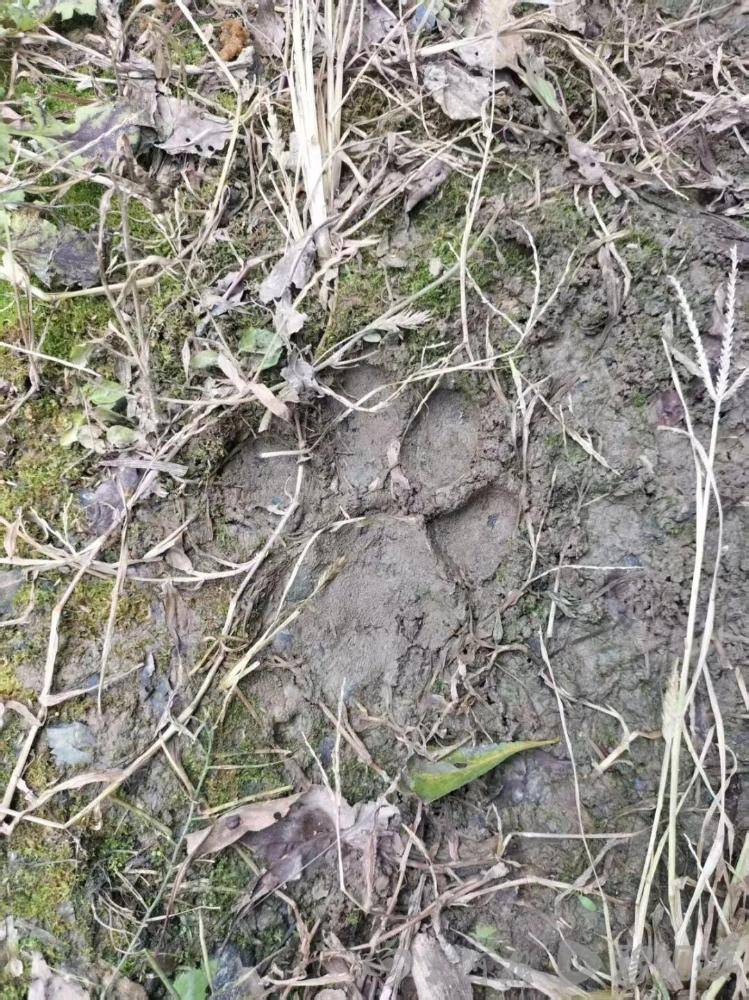 白俄罗斯 vs丹麦
_湖北鹤峰县疑再现老虎踪迹白俄罗斯 vs丹麦
，村民家猪遭袭，玉米地发现脚印，此前男子自称干农活时被抓伤，当地回应