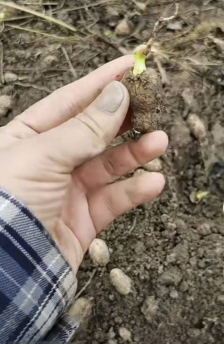 皇冠信用盘登2代理
_夏旱之后又秋涝皇冠信用盘登2代理
，一位河南农户的花生抢收战