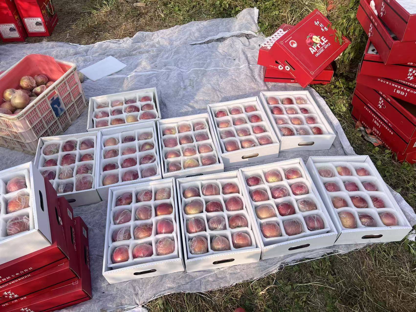 皇冠信用代理出租
_“淮北为啥不种橘子皇冠信用代理出租
？”果农：因为我们有更甜的王牌