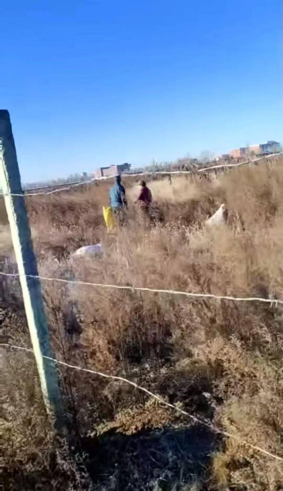 皇冠信用网
_百亩向日葵遭村民哄抢皇冠信用网
，损失50万元！警方已行拘4人