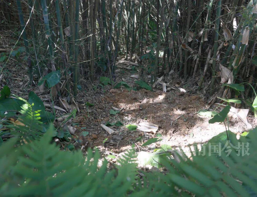 皇冠信用登2代理
_柳州钓鱼阿叔竹林挖蚯蚓皇冠信用登2代理
，竟挖出千年前的“大宝贝”！