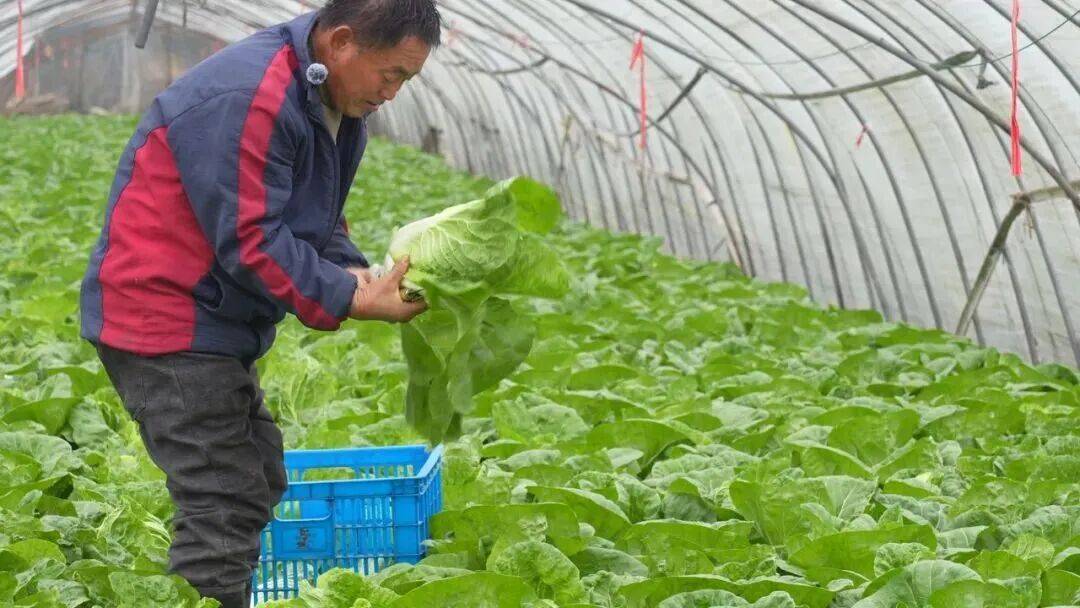 NBA篮球球探_29岁儿子突发心梗离世NBA篮球球探,家里上万斤蔬菜滞销!浙江60岁大伯绝望痛哭,短短一天后……