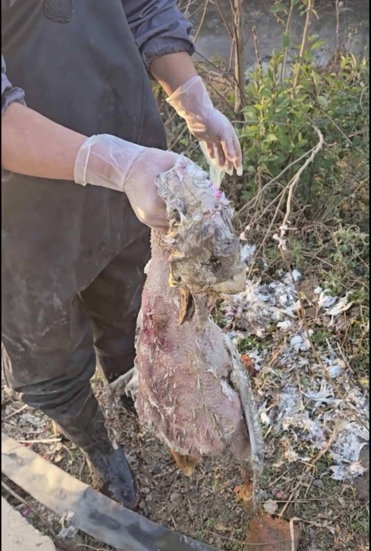 正版皇冠信用开户申请_大鹅主人抽水追凶最新进展来了:深刨半米淤泥啥也不见正版皇冠信用开户申请,或因厚草盖顶溺亡