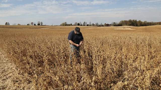 皇冠信用网庄家_中国采购800万吨美国大豆皇冠信用网庄家,美媒争相“报喜”,实则中美角色已互换