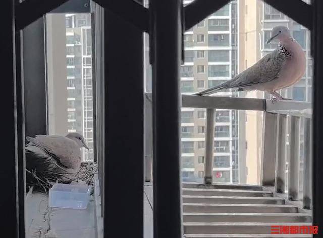 皇冠c盘_长沙市民节后返城家中意外“添丁”皇冠c盘，珠颈斑鸠安家阳台孵幼雏