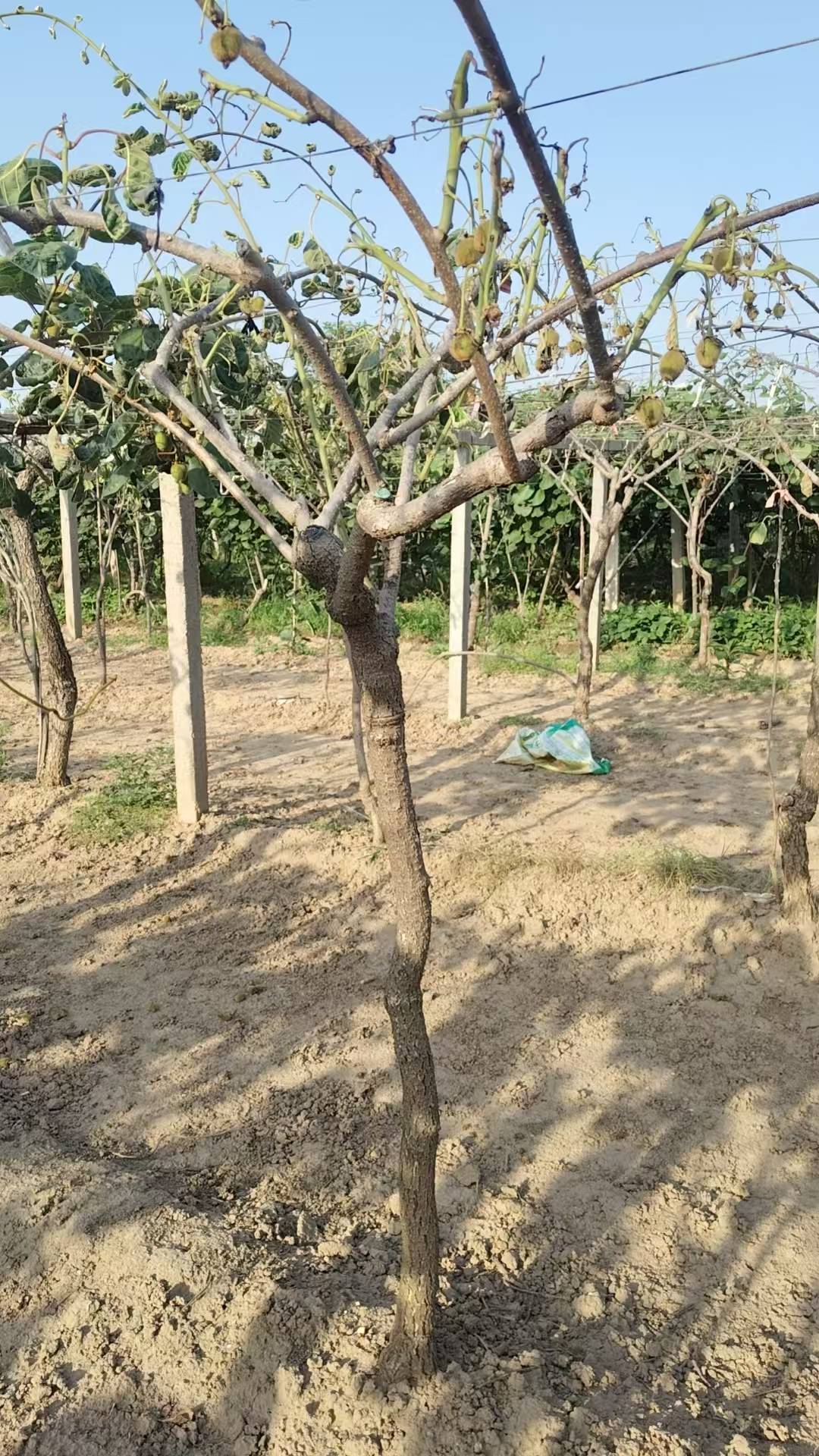 巴西世界杯冠軍
_陕西一地农户遭遇一肥两重天:施肥地块枯死绝收巴西世界杯冠軍
,未施区域枝繁叶茂;磷肥数次检测均合格,谜团难破