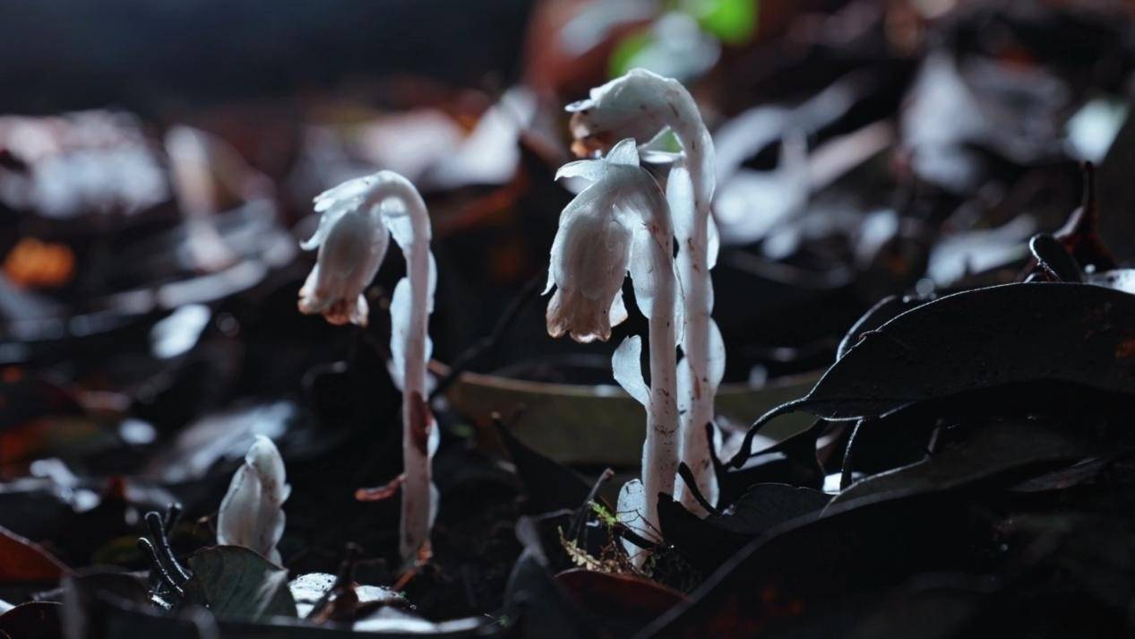 皇冠信用网怎么弄_十里不同天的哀牢山密林里皇冠信用网怎么弄,“机器狗科考队员”拍到了水晶兰